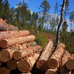 Venta Directa de Fábrica al Por Mayor a Precios Competitivos: Troncos de Haya, Troncos de Abeto Aserrado, Madera de Pino a Precios con Descuento - Product Image 6