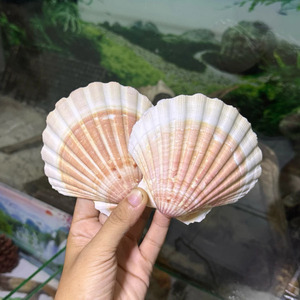 เปลือกหอยเชลล์ธรรมชาติ ขนาด 3 - 15 ซม. ของตกแต่งเปลือกหอยทำมือ สำหรับงานแต่งงาน ตกแต่งบ้าน งานฝีมือ DIY - Product Image 5