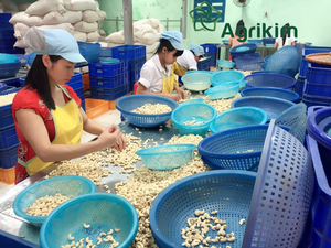 Noix de cajou de qualité chinoise, toutes tailles. Contactez Mme Doris au +84 35 254 2206 - Product Image 3
