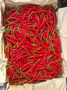 Piment rouge congelé entier IQF sous vide, qualité supérieure, légumes surgelés très piquants - Product Image 5