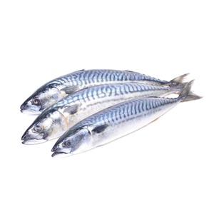 Pescado Atún Fresco Congelado del Pacífico en Caja de 10 kg, Patrón Redondo, Estilo Seco Entero, Proceso de Conservación en Agua, Cebo para Atún 300-500 W/R - Product Image 2