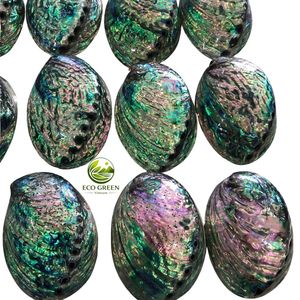 Natural Polished <b>Abalone</b> <b>Shell</b> for Decoration Craft Jewelry Making High Quality Shiny Seashell Home Decor Wholesale Supplier - Product Image 4