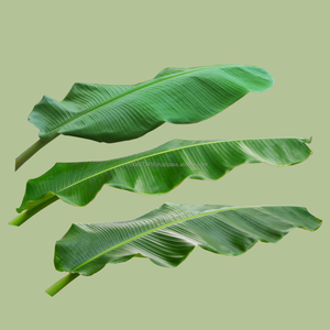 Feuilles de bananier surgelées IQF du Vietnam pour l'emballage alimentaire, la transformation alimentaire, la vente en gros et la fourniture en vrac, qualité export. - Product Image 3