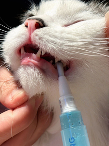 Penna per spazzolino da denti in plastica ecologica per animali domestici spazzola per la pulizia dei denti gatti cani riducono la placca tartaro per la cura orale alito fresco tutto - Product Image 4