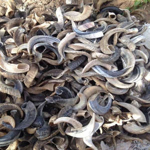 Cuerno de Oveja Natural, Calidad de Exportación, Material Orgánico, Pieza Decorativa Africana Hecha a Mano, Regalo Festivo con Forma Natural Única - Product Image 1