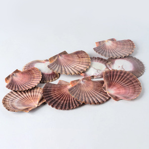 Conchas <span class=keywords><strong>de</strong></span> vieira naturales grandes para decoración playera, <span class=keywords><strong>venta</strong></span> directa <span class=keywords><strong>de</strong></span> proveedor - Product Image 1