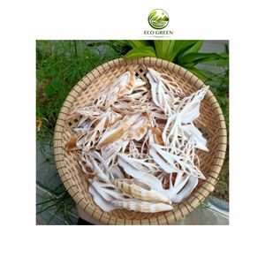 Cortes Decorativos de Conchas Marinas Naturales para Manualidades, Relleno de Resina, Obras de Arte y Decoración de Bodas - Product Image 3