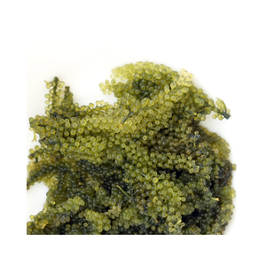 Umidoto Vegano de Moda, Caviar Verde, Umibudo Fresco, Proveedor de Mariscos de Vietnam - Product Image 3