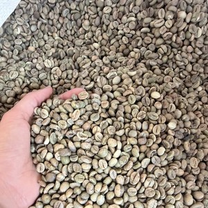 Vietnam Robusta Green Coffee <b>Beans</b> Screen Size 14 Raw Bulk Wholesale Export Quality Supplier for Coffee Industry - Product Image 6
