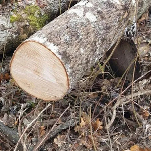 ไม้โอ๊คคุณภาพสูงขายส่ง - Product Image 6