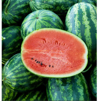 Premium verse watermeloen, zoet, sappig, tropisch fruit voor gezond consumptie, groothandelslevering en internationale distributie