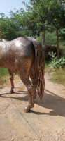 Sculpture de cheval en métal pour jardin