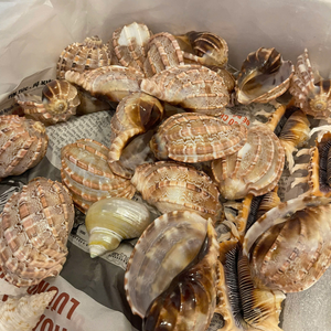 เปลือกหอยเวียดนามขนาดใหญ่ แข็งแรงทนทาน สำหรับใช้ในการส่งเสริมอุตสาหกรรม และผลิตเครื่องประดับไม้หอม โดย 99 โกลด์ ดาต้า - Product Image 5