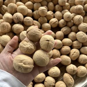 เมล็ดวอลนัทดิบคุณภาพสูง ขนาดใหญ่ สำหรับเป็นของว่าง - Product Image 1