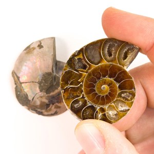 Cortes de Conchas de Amonites de Madagascar con Patrón Espiral Único, Piezas Sueltas - Product Image 3
