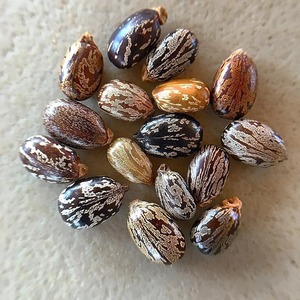 Graines de ricin de haute pureté, naturellement propres, matures, emballées pour expédition en vrac et approvisionnement en traitement d'huile industrielle - Product Image 4