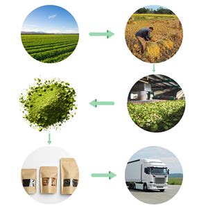 Poudre de Sidr Qasil Biologique pour Cheveux – Soin Capillaire Arabe Traditionnel pour la Croissance, la Force et le Nettoyage du Cuir Chevelu – Approvisionnement en Gros pour l'Exportation - Product Image 4