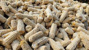 Briquettes de maïs en énergie renouvelable, combustible biomasse à combustion propre pour barbecue et chauffage, écologiques et économiques, directement de l'usine - Product Image 5