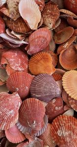 เปลือกหอยเชลล์สีขาวสะอาด รุ่น BEST CHOICE 2026 สำหรับงานศิลปะ งานฝีมือ และตกแต่งโต๊ะ แข็งแรง ทนทาน คุณภาพส่งออกจำนวนมาก - Product Image 5