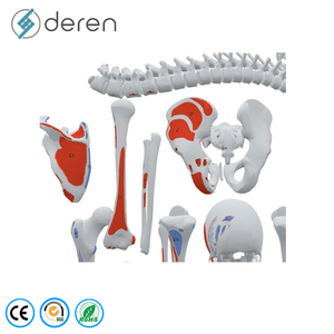 Modelo de <span class=keywords><strong>Esqueleto</strong></span> <span class=keywords><strong>Humano</strong></span> Desarticulado DRS1016 con Puntos de Origen e Inserción Muscular, Juego Completo de <span class=keywords><strong>Huesos</strong></span> Anatómicos para Estudio Médico - Product Image 3