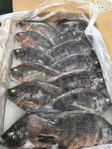 ส่งออกอาหารทะเลแช่แข็ง ปลานิลทั้งตัว 100% บริสุทธิ์ บรรจุแบบ IQF สำหรับผู้ซื้อจำนวนมาก รสชาติพรีเมียม คุณภาพแช่แข็งปลอดภัย - Product Image 1
