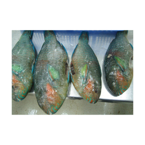 Poisson perroquet congelé à prix avantageux, sélection de poissons de qualité supérieure, offert en gros et en vrac - Product Image 4