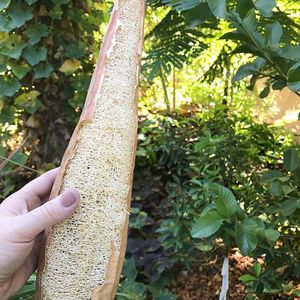 Éponge de loofah naturelle écologique, exfoliante pour le corps, pour le bain et la douche, meilleur prix pour la vente en gros par 99 Gold Data - Product Image 4