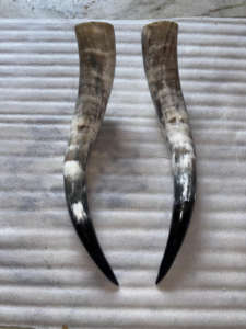 Paire de grandes cornes d'animaux classiques, polies à la main, pour la décoration intérieure, cornes de bœuf et de vache, matériau organique à bas prix - Product Image 6