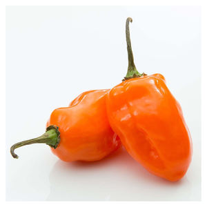 Piment Habanero Frais Biologique en Gros – Fournisseur et Exportateur de Piments Très Piquants pour les Marchés Mondiaux - Product Image 4