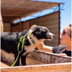 Guinzaglio e Collare 2-in-1 Riflettente 3M per Addestramento Cani Serie Advent Outdoor, Martingala Resistente per Proprietari di Animali Domestici - Product Image 5