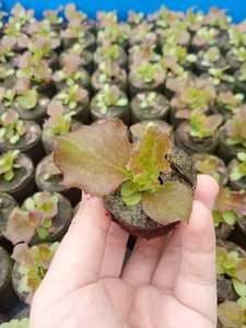 Bloque de turba de coco Biodegradable Ecológico para plantar Jardinería y Agricultura por Green Future Vietnam - Product Image 3