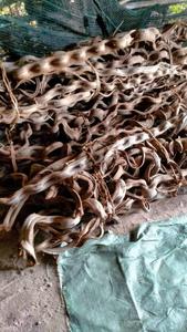 Twisted Vines Natural Driftwood Aquarium Decoration Irregular Shape Durable Fish Tank Ornament Made in Vietnam - Product Image 2