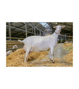 Solutions de stockage de pailles de sperme congelé pour l'élevage caprin, grande capacité, approvisionnement belge pour les programmes d'élevage du bétail - Product Image 4