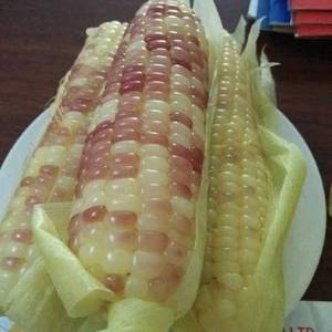 Boiled Sticky Rice Corn Vacuum Packed Ready to Eat Fresh Corn Cob Wholesale - Product Image 5