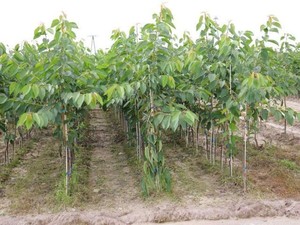2mm 3mm 4mm <b>Plastic</b> Stakes Plant Climb Support Fiberglass <b>Rods</b> for Tree Tomato Grape - Product Image 5