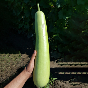 Courge en bouteille saine, légume frais, produit agricole naturel, ingrédient de cuisine sain, aliments nutritifs, vente en gros, export en vrac - Product Image 1