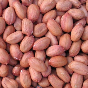 Arachides de qualité supérieure en gros, qualité supérieure, export en vrac, stock prêt à expédier, fabricant - Product Image 5