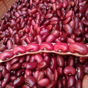 Proveedor mayorista de frijoles rojos oscuros de forma alargada, frijoles rojos secos en venta al por mayor. - Product Image 1