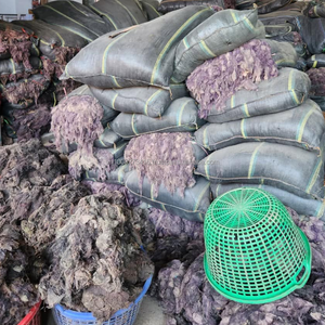 Algues marines KMI Natural GRACILARIA du Vietnam – Matière première de qualité supérieure pour la production d'agar - Product Image 4