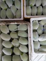 Beste export groothandel verse mango uit Vietnam, hoge kwaliteit, lage prijs, 99GD fabriekskwaliteit, 10-12cm, 0,25kg