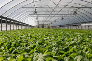 Lámina Agrícola Transparente de Polietileno con Tecnología Anti-Goteo y Estabilización UV TANDHAN para Invernaderos, Gestión del Calor, Bengala Occidental - Product Image 2