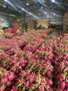 Fruit du Dragon frais Vietnam qualité d'exportation chair blanche et chair rouge disponible longue durée de conservation emballage 4kg 9kg boîte en Carton - Product Image 4