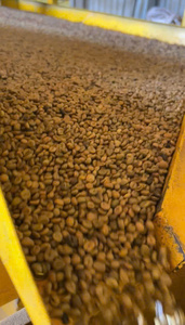 Premium Unroasted Robusta <b>Beans</b> Natural Raw Bulk <b>Coffee</b> For Roasting And Extracts Vietnam green <b>coffee</b> <b>bean</b> - Raw <b>coffee</b> <b>bean</b> - Product Image 2