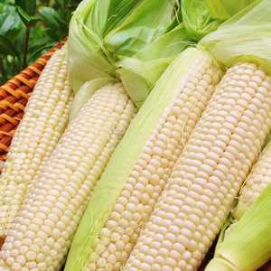 Premium Selected Dried White <b>Corn</b> Nutrient Rich White <b>Corn</b> Ideal For <b>Snack</b> And Food Product Manufacturing - Product Image 1