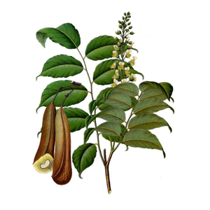 Aceite Esencial de Bálsamo Peruano |   Proveedor al por Mayor de Aceites Esenciales Premium, Fabricante de Marca Privada OEM - Product Image 5