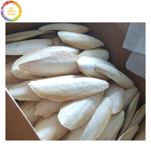 Os de Seiche Frits Sous Vide de Qualité Supérieure, Friandise Minérale Séchée pour Oiseaux (Perroquet, Budgie, Canari, Pinson), Fournitures pour Animaux de Compagnie en Gros - Product Image 4