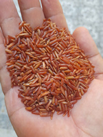 Arroz Jazmín de Grano Largo y Textura Dura de Vietnam, Rojo, 5% Seco, Sin OMG, Personalización de Empaque, Venta al por Mayor, Fabricante 2026, Excelente