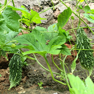 Graines de courge amère pour une agriculture à haut rendement avec une forte germination et une résistance aux maladies, adaptées à la culture en champ ouvert - Product Image 6