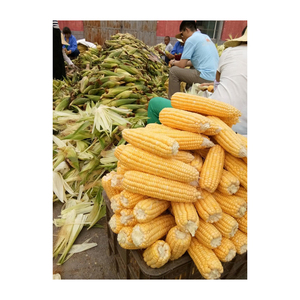 ข้าวโพดเหลืองขายส่ง มีสินค้าพร้อมจำหน่ายสำหรับการจัดซื้อจำนวนมากและการขายต่อ - Product Image 6