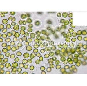 Extrait de Chlorella, poudre de superaliment vert naturel pour la détoxification, l'immunité, l'énergie et le soutien quotidien de la santé, nutrition à base de plantes - Product Image 5